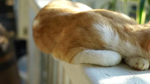 Close up cat sleeping on veranda Stock Footage 45529584