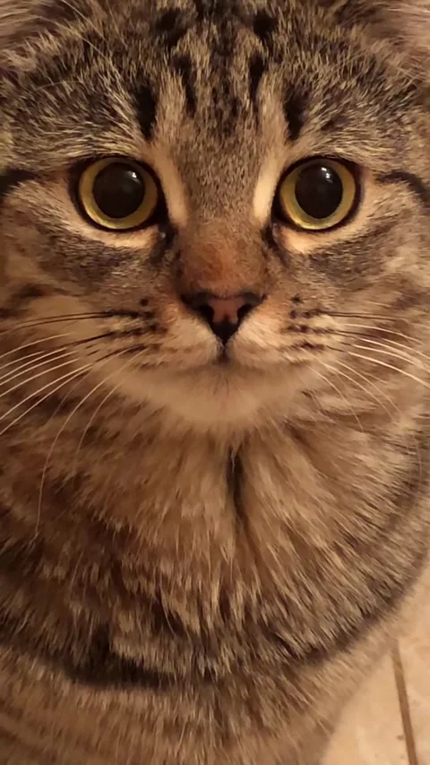 A close-up cat stares at the camera with big eyes Stock Footage 302823647