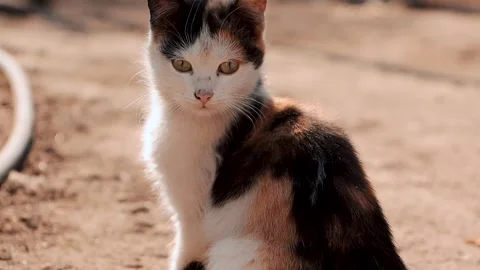 Close-Up of a Cat Staring Calmly Stock Footage 303564976