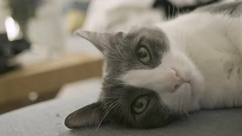 Close up of cat staring at the camera and falling asleep Stock Footage