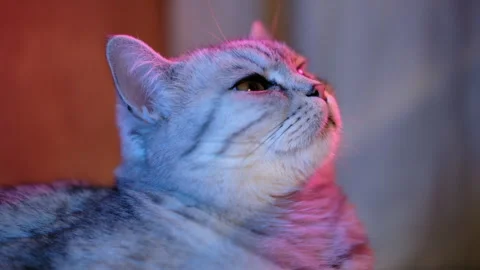 Close-up. cat in the studio light neon coloured, projects with pets Stock Footage 303703103