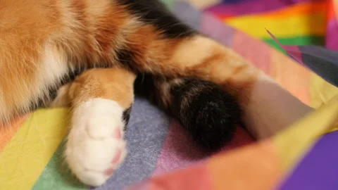 Close up of Cat tail. Stock Footage 136641803