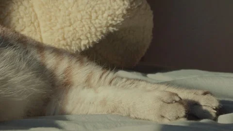 Close up of a cat tail twitching while sleeping on a bed Stock Footage 345812222