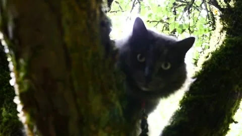 Close up of cat in tree Video stock 165706275