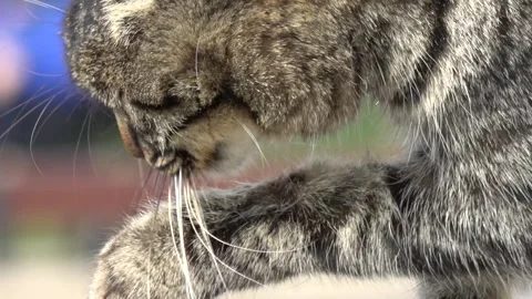Close up Cat washing its face with paw and tongue Stock Footage 279646386