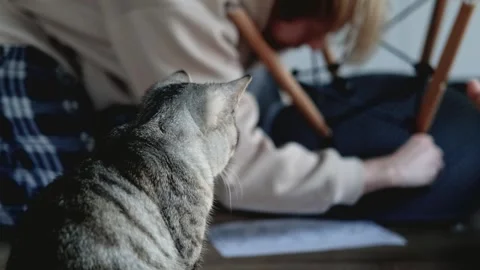 Close-up of a cat watching a man assemble a chair Video stock 305946743