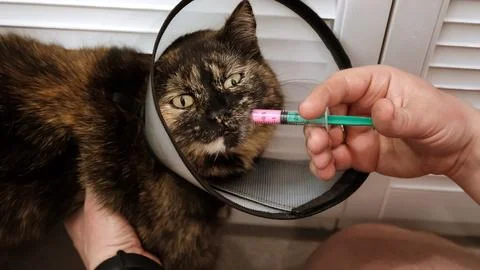 Close-up cat while owner gives a pink drug by insert syringe into back corner Stock Photos