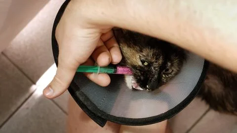 Close-up cat while owner gives a pink drug by insert syringe into back corner Stock-Fotos