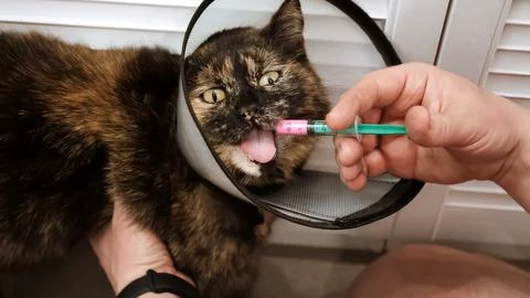 Close-up cat while owner gives a pink drug by insert syringe into back corner Stock Photos