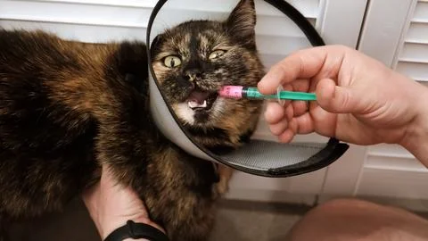 Close-up cat while owner gives a pink drug by insert syringe into back corner 库存照片