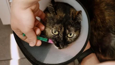 Close-up cat while owner gives a pink drug by insert syringe into back corner Stock Photos
