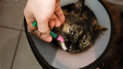Close-up cat while owner gives a pink drug by insert syringe into back corner 库存照片