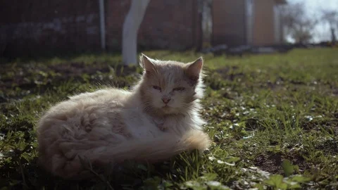 Close up cat while sleeping after fighting with other cat,the cat has some Stock Footage 107395059