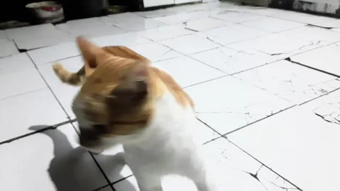 Close up of a cat with white and yellow fur taken from a high angle Video stock 295886985
