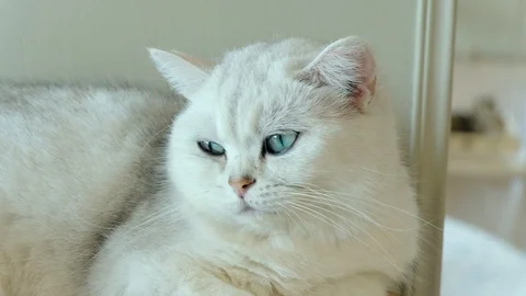 Close-up cat white. blue eye feeling surprised when looking at something. Stock Footage 108045315