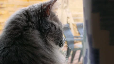 Close-up of a cat at the window waiting for its owner. Pets are bored and Stock-Footage 220425505