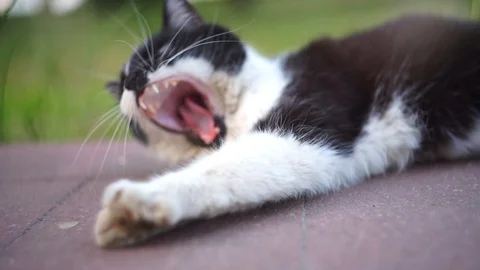 Close up cat yawn Stock Footage 110905446