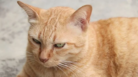 Close up Cat Yawning. Stock Footage 96388595