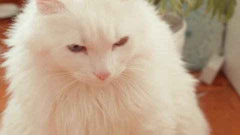 Close-up of a cat yawns. White cat wants to sleep Stock Footage 86300202