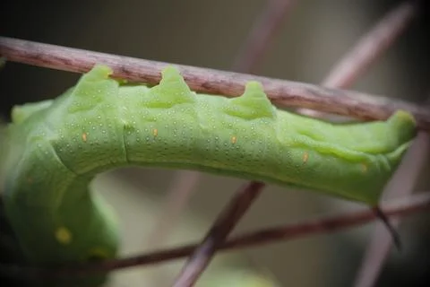 Close up of caterpillar on the branch. Stock Photos
