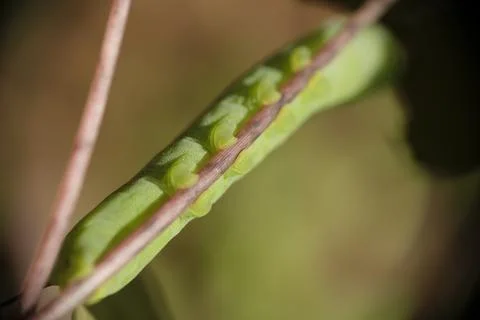 Close up of caterpillar on the branch. Stock Photos