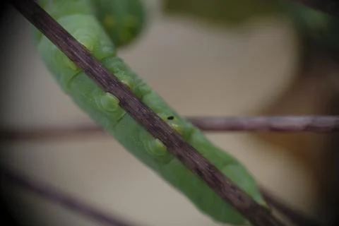 Close up of caterpillar on the branch. Stock Photos
