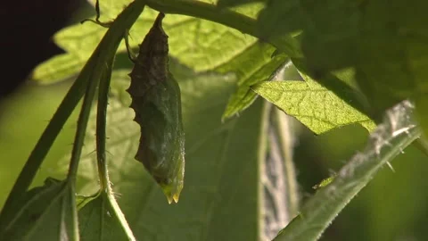 Close-up of caterpillar chrysalis hanging from leaf Stock Footage 330451961