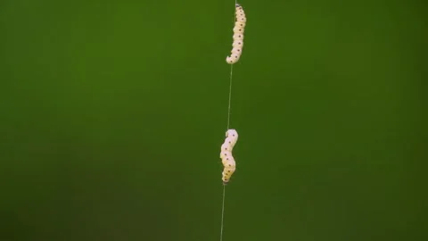 Close up of caterpillar climbing Stock Footage 260538882