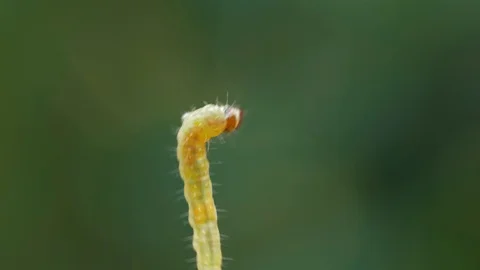 Close-up of caterpillar climbing up the web Stock Footage 91001479