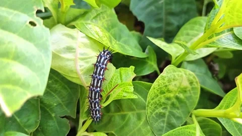 Close-Up of Caterpillar Crawling on Leafy Green Plant Stock Footage 287781091