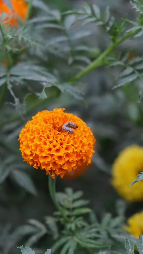 Close-up of Caterpillar Crawling on Orange Marigold Flower in Garden Stock Footage 331354718