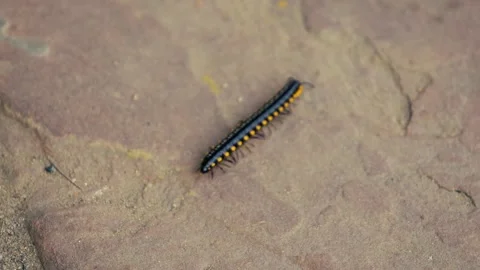 Close-Up of Caterpillar Crawling on Pavement Ground Stock Footage 316892896