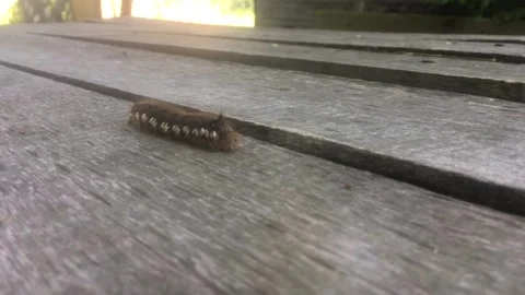 Close-up of the caterpillar Video stock 299736749