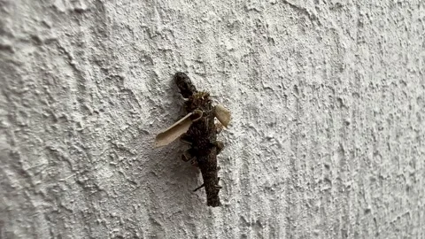 Close-up of Caterpillar Inside Cocoon Climbing A Textured Wall Surface Stock Footage 251839911