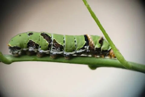Close up of caterpillar on a leaf. Stock Photos