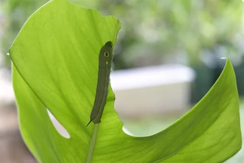 Close up of caterpillar on a leaf. Stock Photos