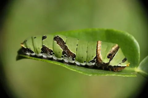 Close up of caterpillar on a leaf. Stock Photos
