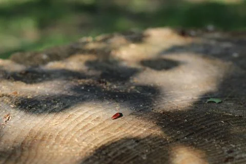 Close up of a caterpillar Stock Photos