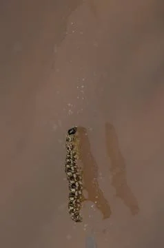 Close up of a caterpillar. Stock Photos