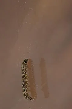 Close up of a caterpillar. Stock Photos