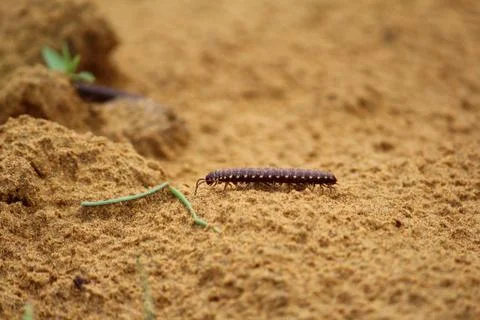 Close up of caterpillar on sand Stock Photos