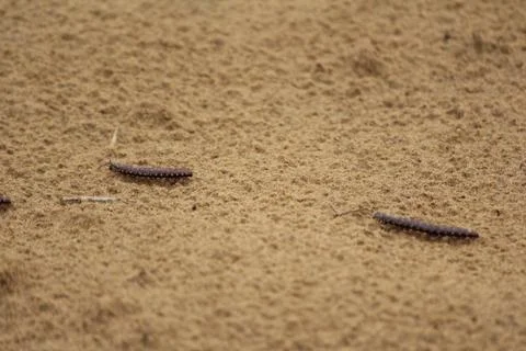 Close up of caterpillar on sand Stock Photos