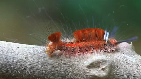 Close up caterpillar in tropical forest Stock Footage 70887317