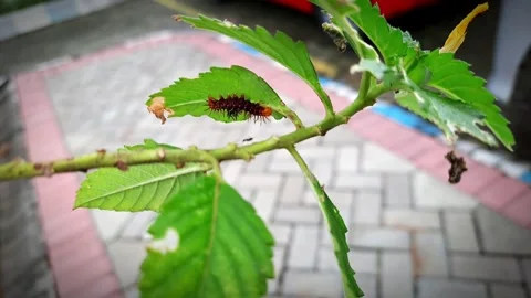 Close-Up of Caterpillar on Vibrant Green Leaf in Natural Garden Setting Stock Footage 308993770