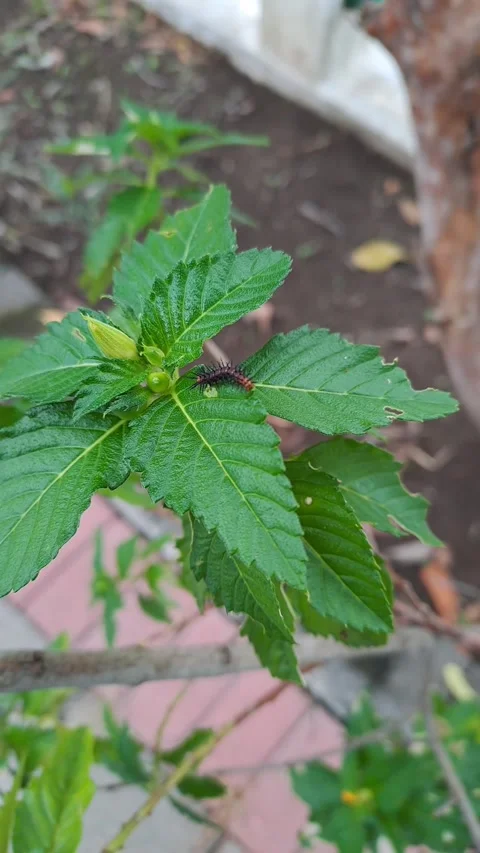 Close-Up of Caterpillar on Vibrant Green Leaf in Natural Garden Setting Stock Footage 308993771