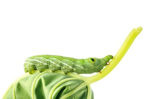 Close up on caterpillar worm Stock Photos