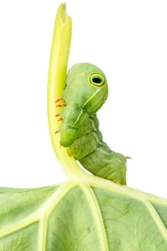 Close up on caterpillar worm Stock Photos