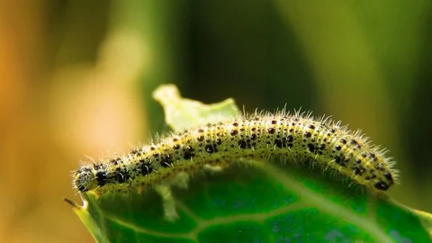 Close Up Of Caterpillars Of The Cabbage Butterfly Feeding On Cabbage Video stock 80477521