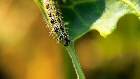 Close Up Of Caterpillars Of The Cabbage Butterfly Feeding On Cabbage Stock Footage 80477553