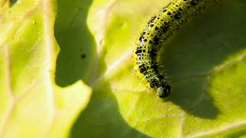 Close Up Of Caterpillars Of The Cabbage Butterfly Feeding On Cabbage Stock Footage 80477566